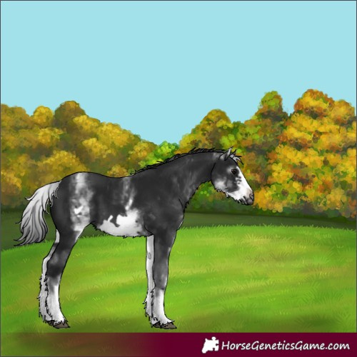 Horse Color:Gray White Spotted Black Frame