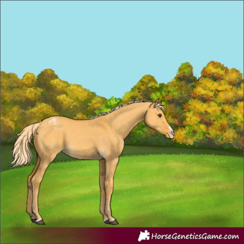 Horse Color:Palomino Dun Appaloosa 