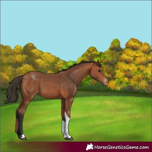 Horse Color:Bay Tobiano Appaloosa 