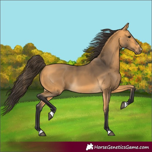 Horse Color:Buckskin