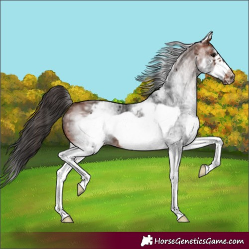 Horse Color:White Spotted Bay Frame 