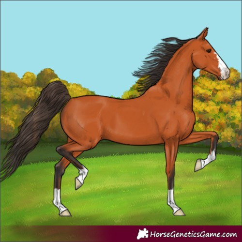 Horse Color:Bay 