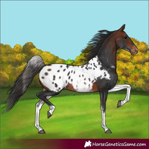 Horse Color:White Spotted Bay Near Leopard