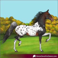 Horse Color:White Spotted Bay Near Leopard