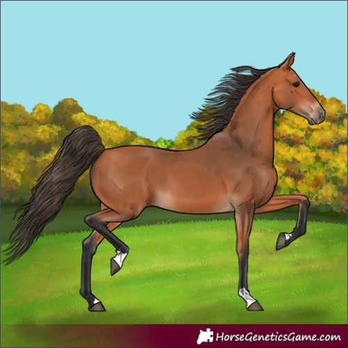 Horse Color:Bay 