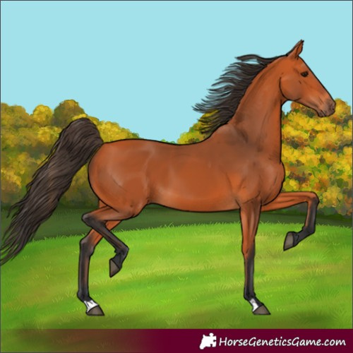 Horse Color:Bay 