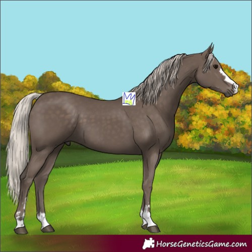 Horse Color:Silver Black 