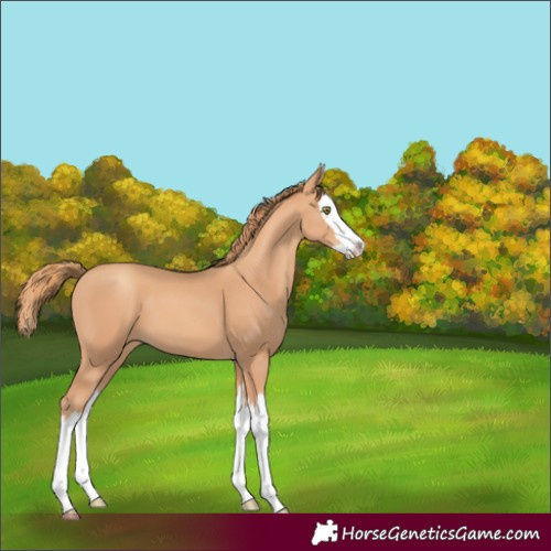Horse Color:Gold Champagne Splash 