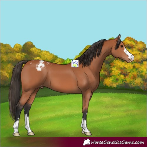 Horse Color:Bay Appaloosa