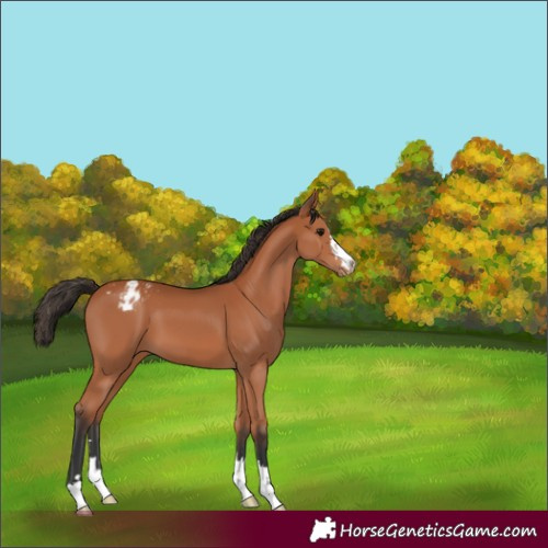 Horse Color:Bay Appaloosa