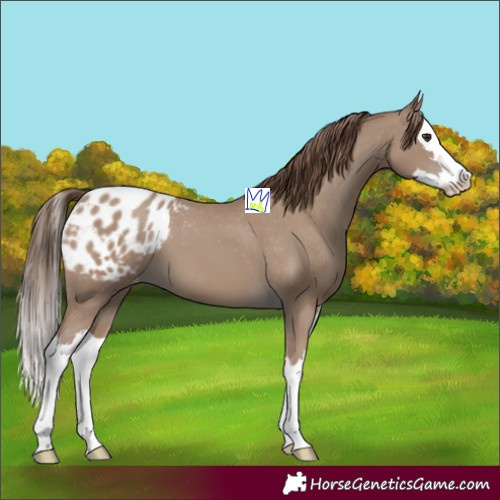 Horse Color:Classic Champagne Splash Appaloosa 