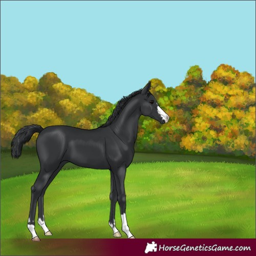 Horse Color:Black 