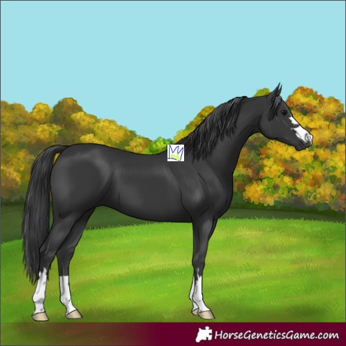 Horse Color:Black 