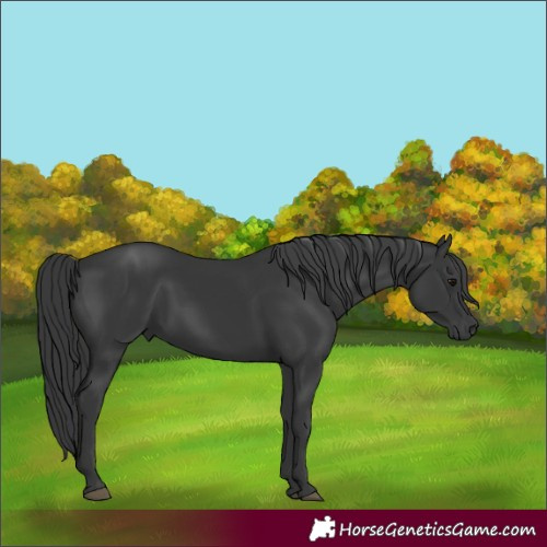 Horse Color:Black 