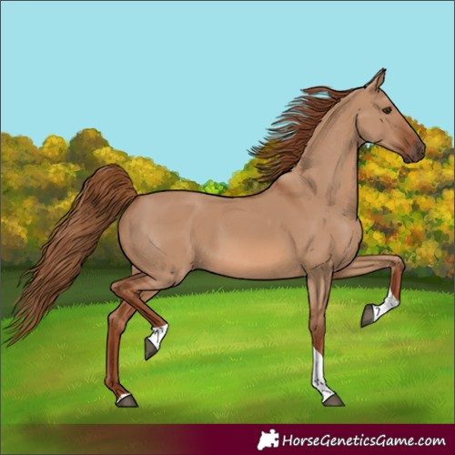 Horse Color:Red Dun Tobiano Rabicano 