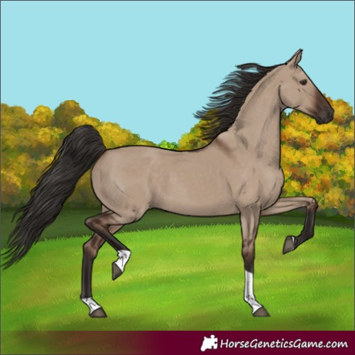 Horse Color:Unknown 