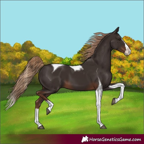 Horse Color:Unknown 