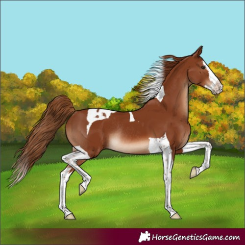 Horse Color:Chestnut Splash Tobiano Rabicano 