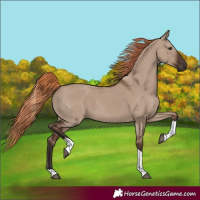 Horse Color:Liver Red Dun Tobiano Rabicano