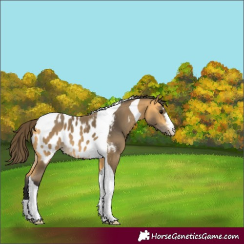 Horse Color:Buckskin Tobiano Appaloosa 