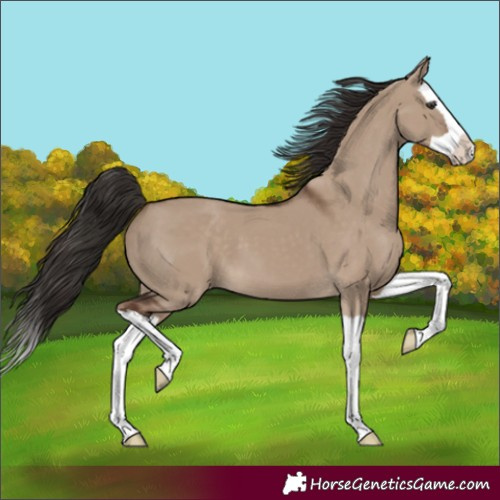 Horse Color:Liver Red Dun Splash 