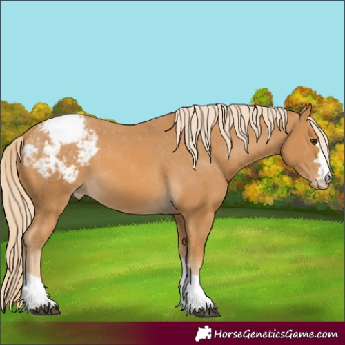 Horse Color:Palomino Appaloosa 