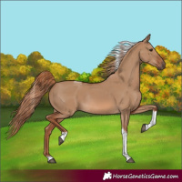 Horse Color:Red Dun Tobiano Rabicano 