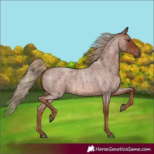 Horse Color:Red Roan Rabicano 