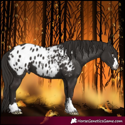 Horse Color:Liver Chestnut Blanket 
