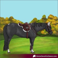 Horse Color:Black Tobiano