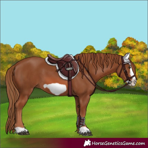 Horse Color:Chestnut Frame 