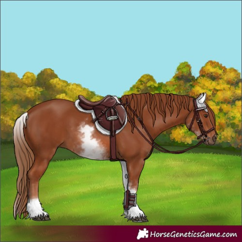 Horse Color:White Spotted Chestnut 