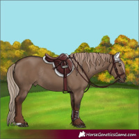 Horse Color:Liver Red Dun Rabicano