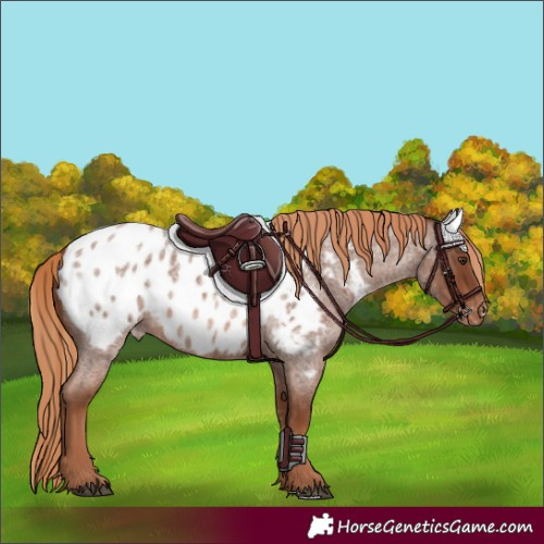 Horse Color:Red Roan Appaloosa
