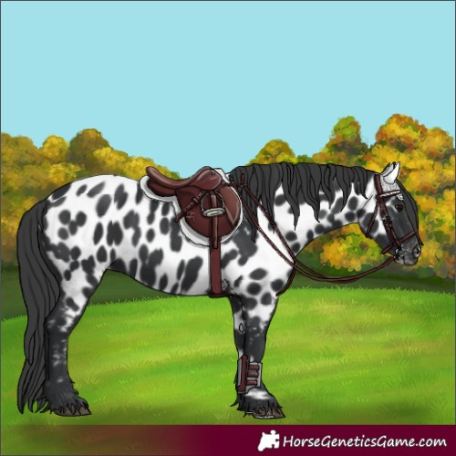Horse Color:Black Appaloosa Rabicano