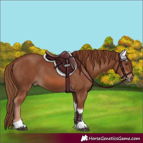 Horse Color:Chestnut Tobiano Rabicano