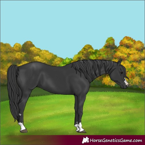 Horse Color:Unknown 