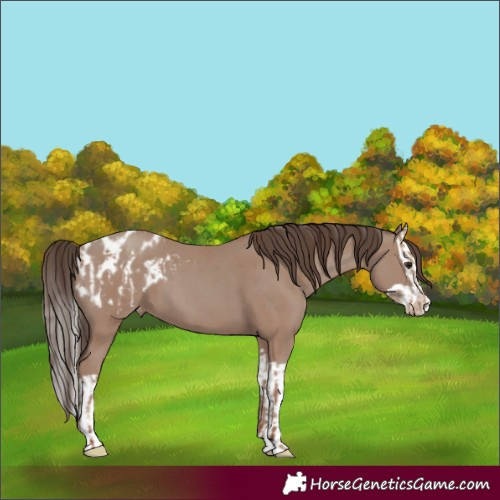 Horse Color:Classic Champagne Appaloosa  and Classic Champagne Splash Appaloosa 