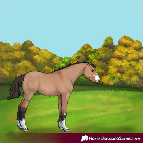 Horse Color:Unknown 