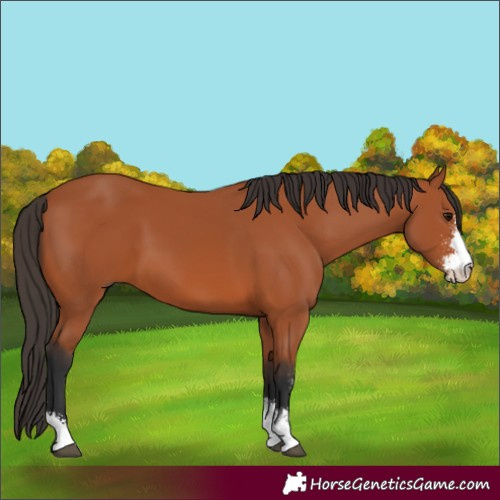 Horse Color:Bay Sabino 
