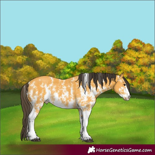 Horse Color:Buckskin Sabino