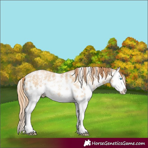 Horse Color:Buckskin Pearl Sabino Splash