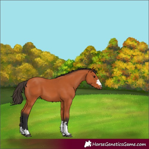 Horse Color:Unknown 