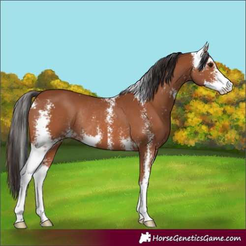 Horse Color:Bay Sabino Rabicano 
