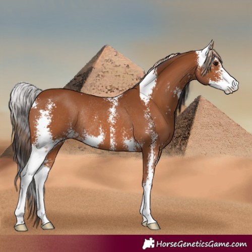 Horse Color:Bay Sabino Rabicano 