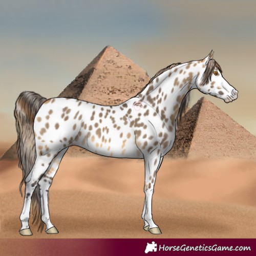 Horse Color:Buckskin Dun Near Leopard 