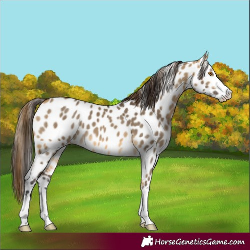 Horse Color:Buckskin Dun Appaloosa 