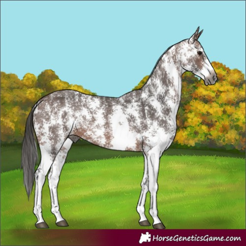 Horse Color:Gray Bay Sabino 