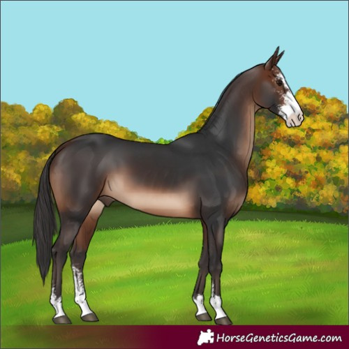 Horse Color:Brown Sabino