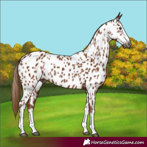 Horse Color:Gray Chestnut Near Leopard Rabicano 